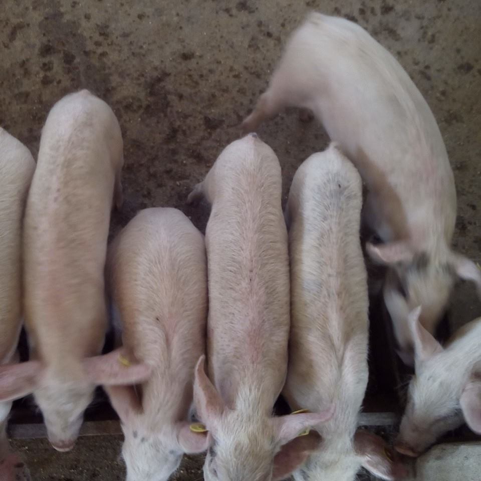 PIG Rearing | Kakamega