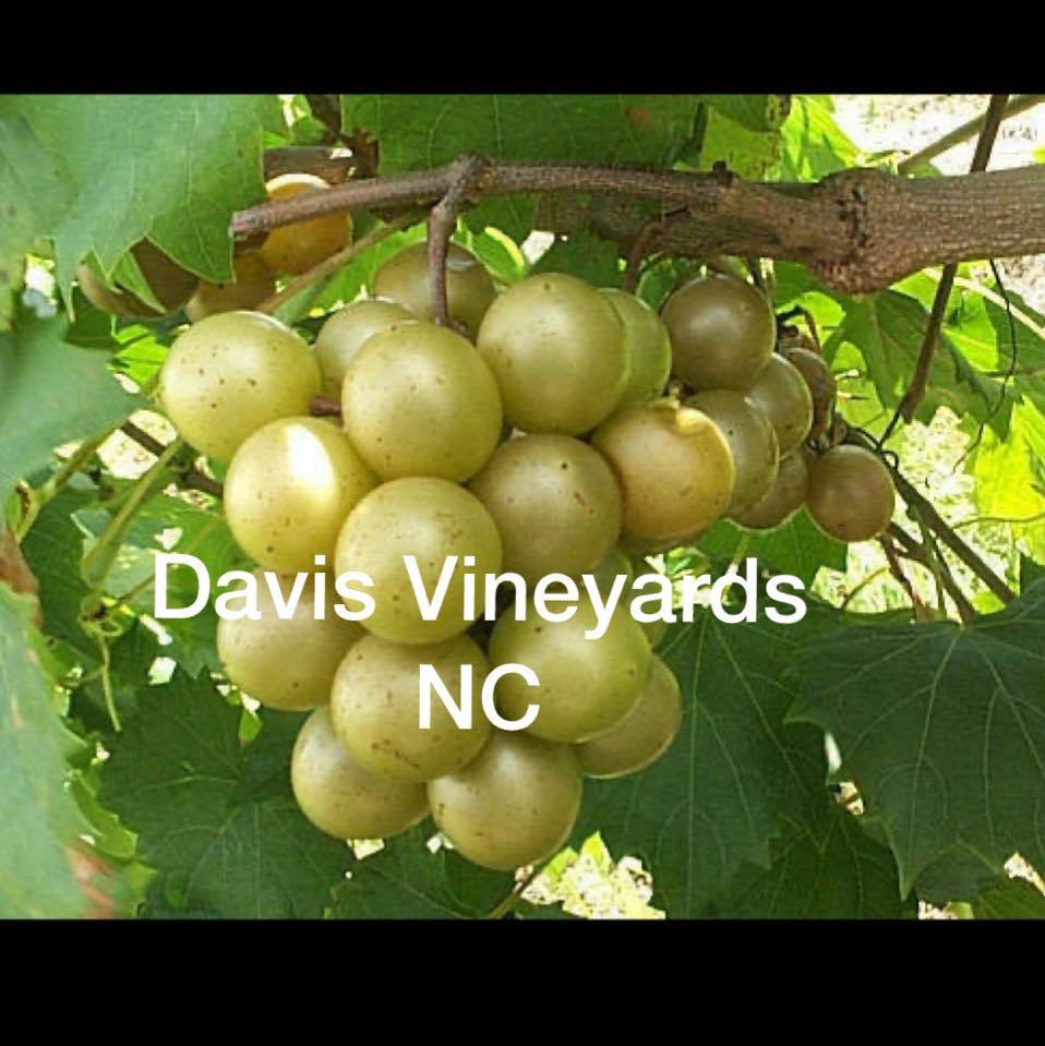 Davis Grape Vineyards N.C.