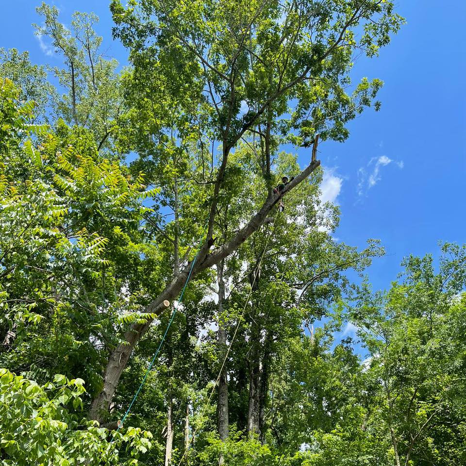 JJ Tree Service