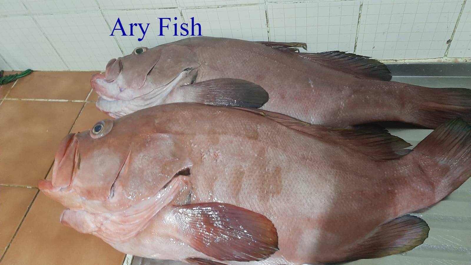 Ary fish