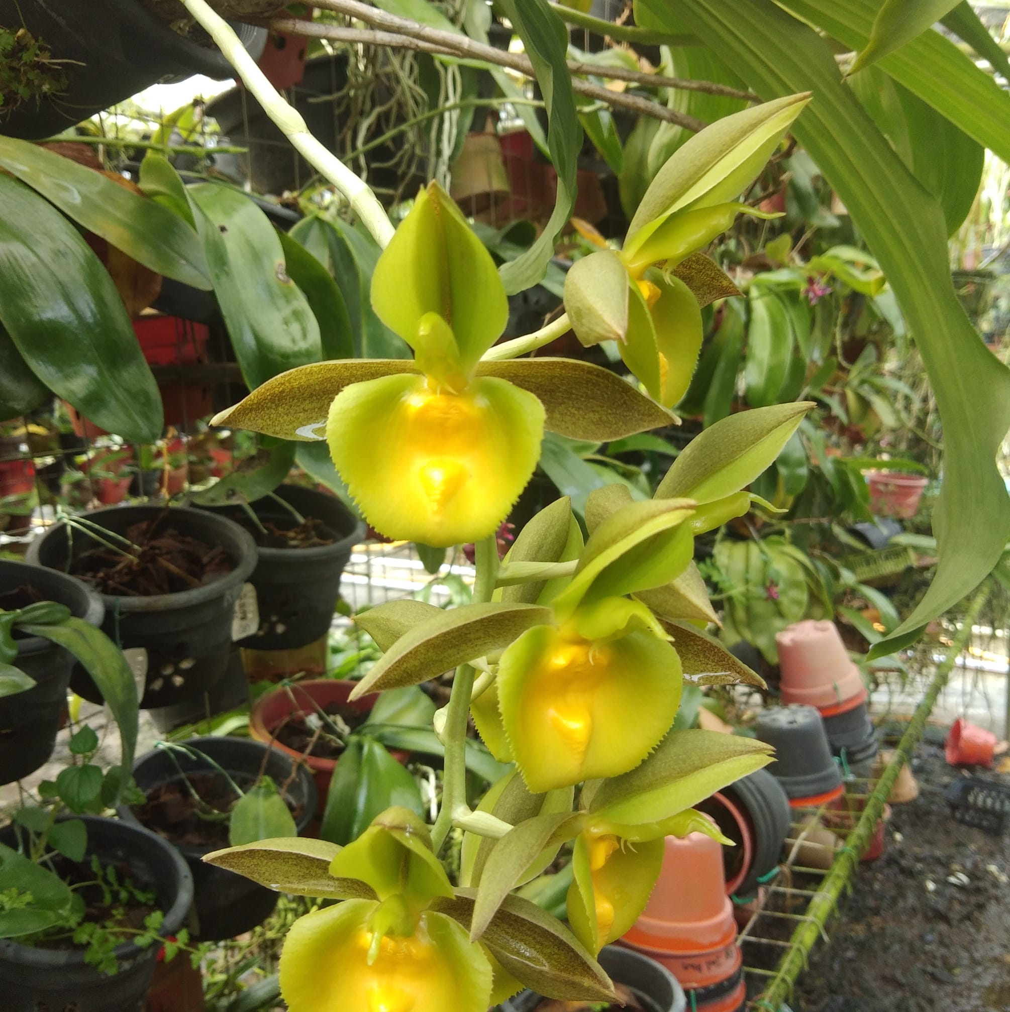Orchids Tips and Tricks | I am wondering if this is still an ...