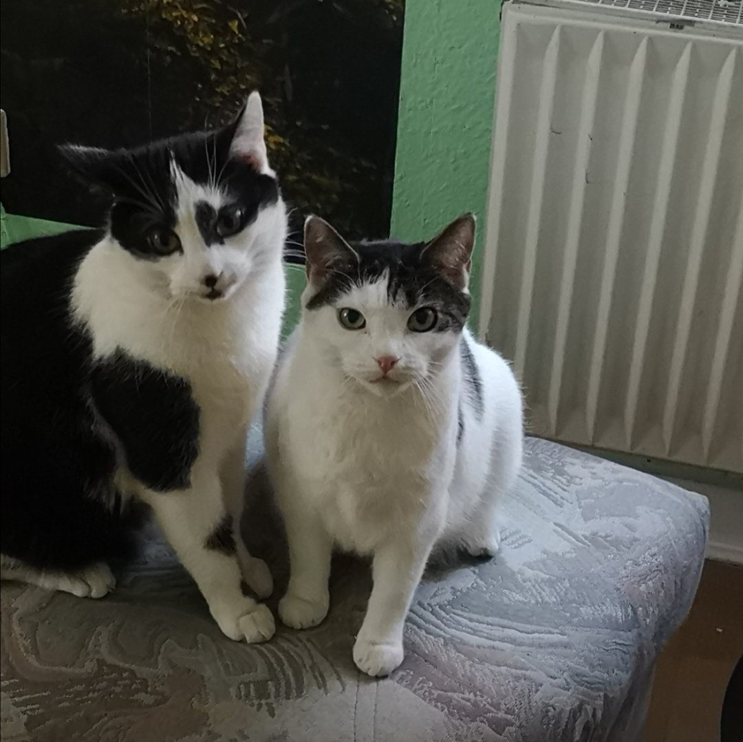 Math Puzzles #viralreelschallenge #viralmath #education #mathematics # ...