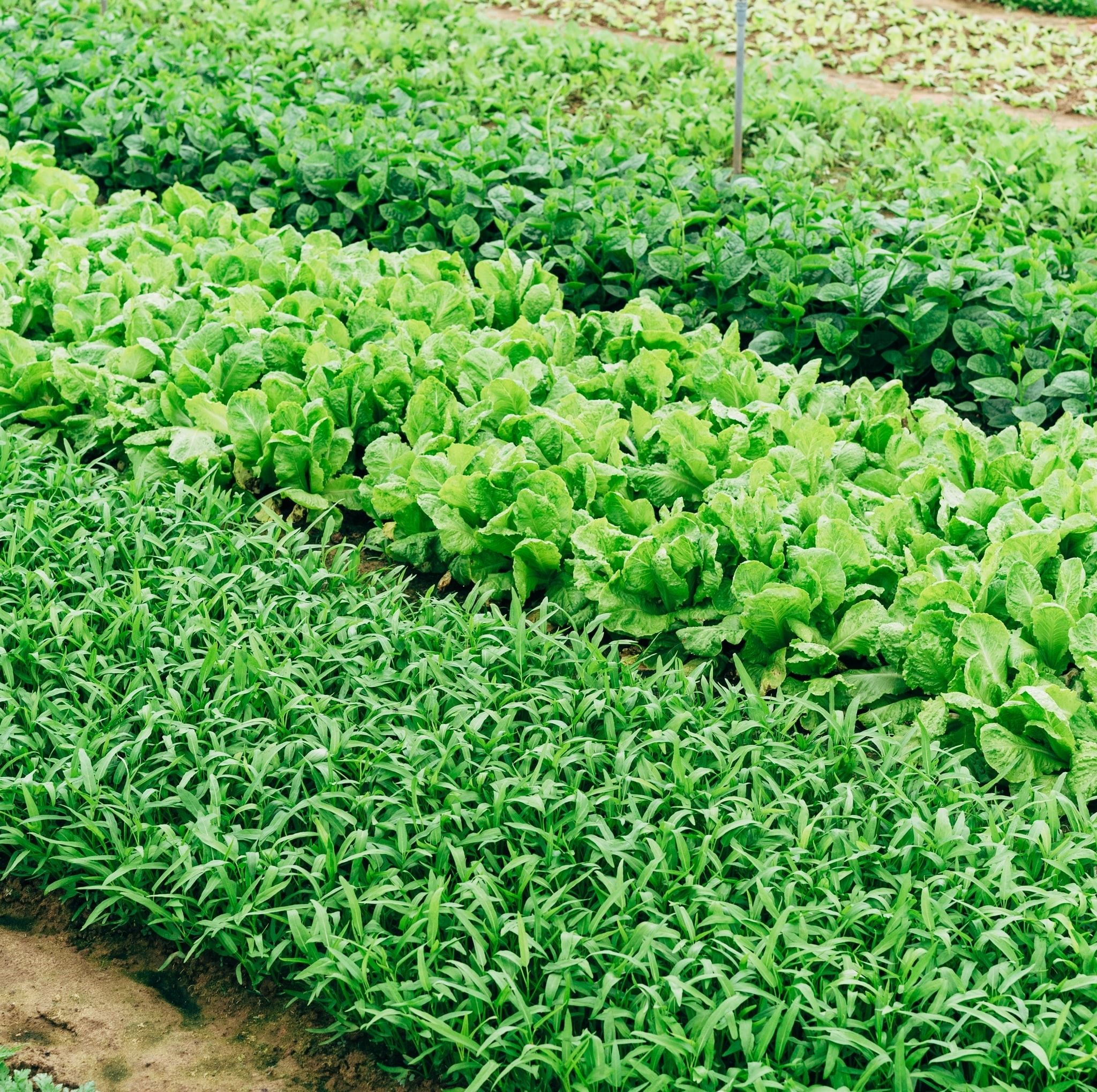 NeoFarm