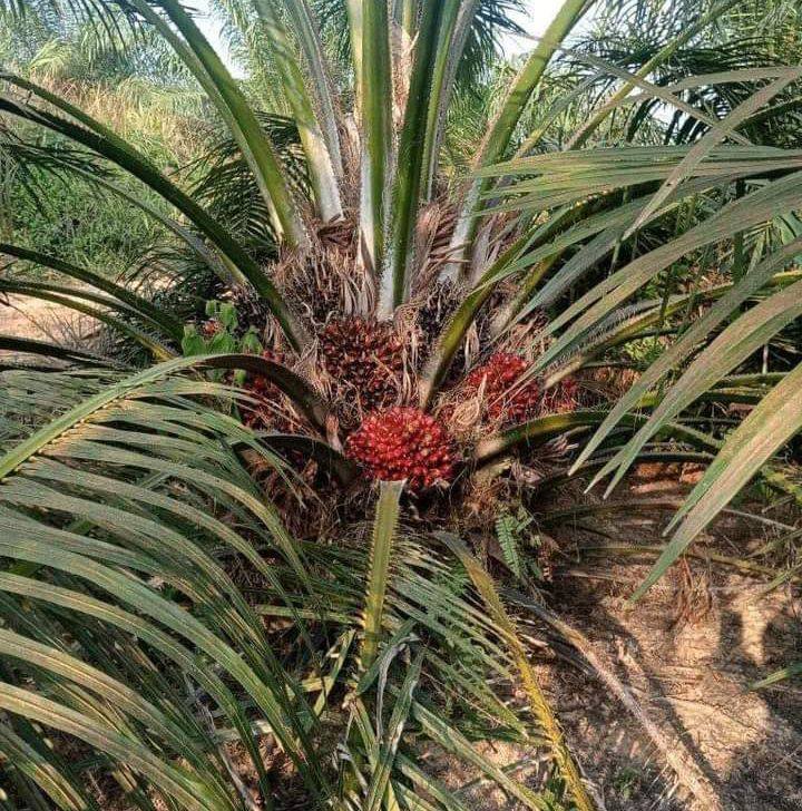 BIAYA RAWAT SAWIT SETAHUN, BERAPA? Sahabat PPKS, memiliki kebun sawit ...