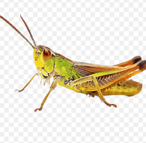 Compa L Chapulín