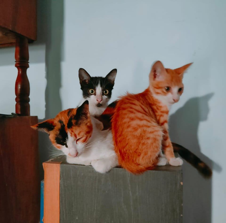 Anak nggak bisa masuk sekolah karena terkendala kartu KK. Karena sejak ...