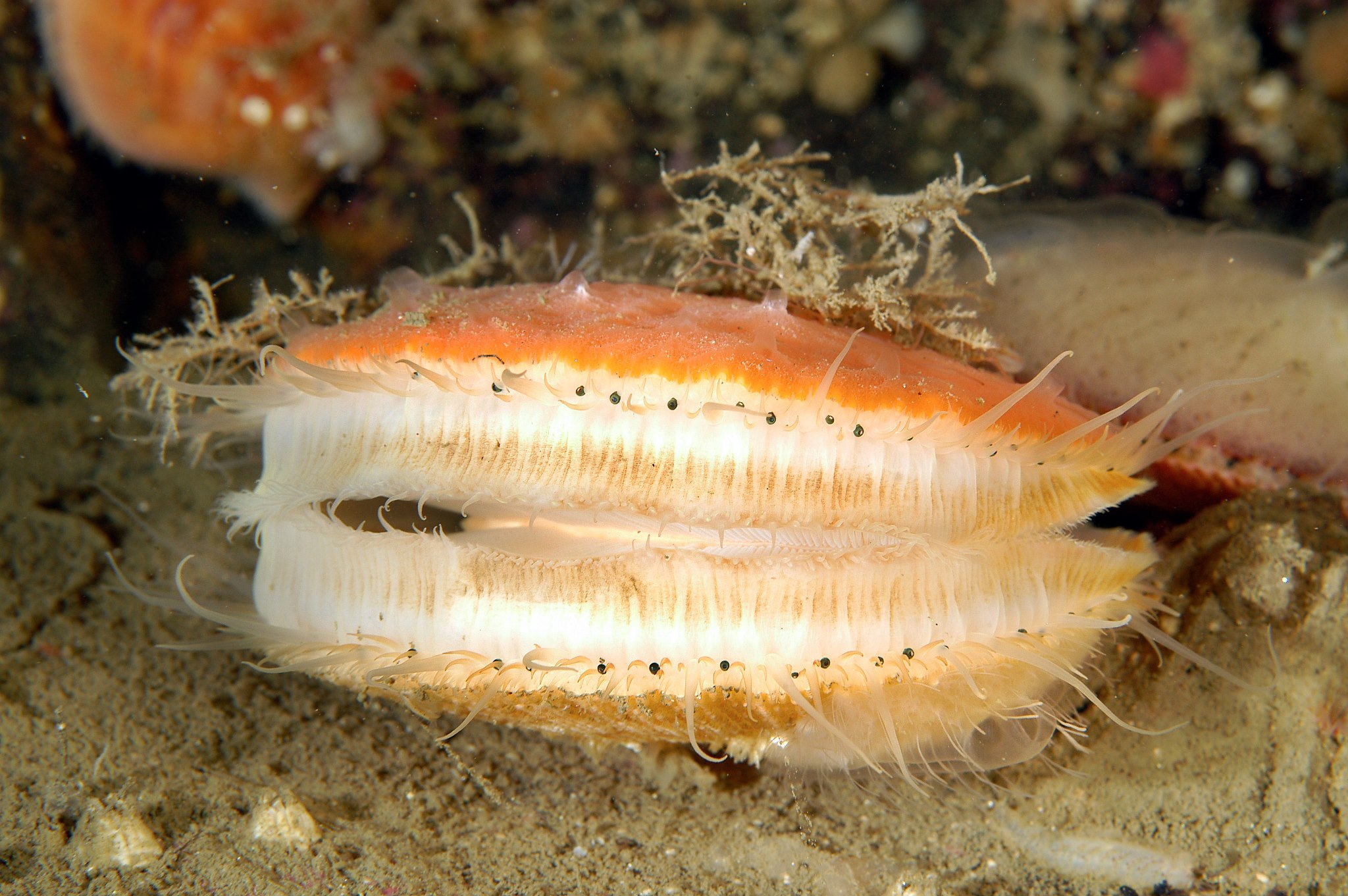 Talking Clams