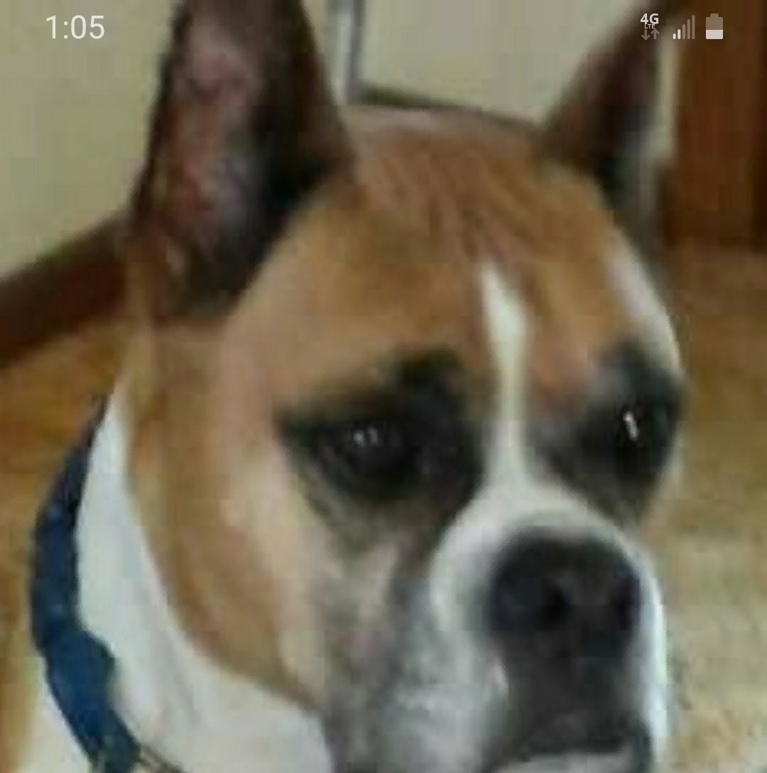 New member of the family does he look full blooded German boxer | Facebook