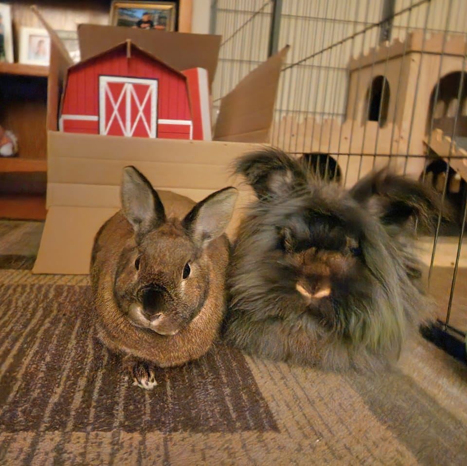 House Rabbit Society | My bunny is getting bald patches on her ears and ...