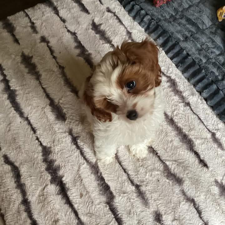 Cavapoo Lovers & Owners Group | Just had to show this pic of my ...