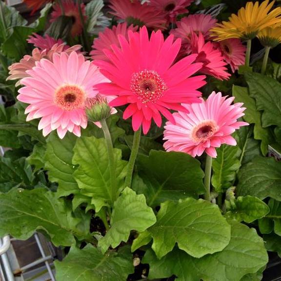 Plants R Us Greenhouse & Garden Center