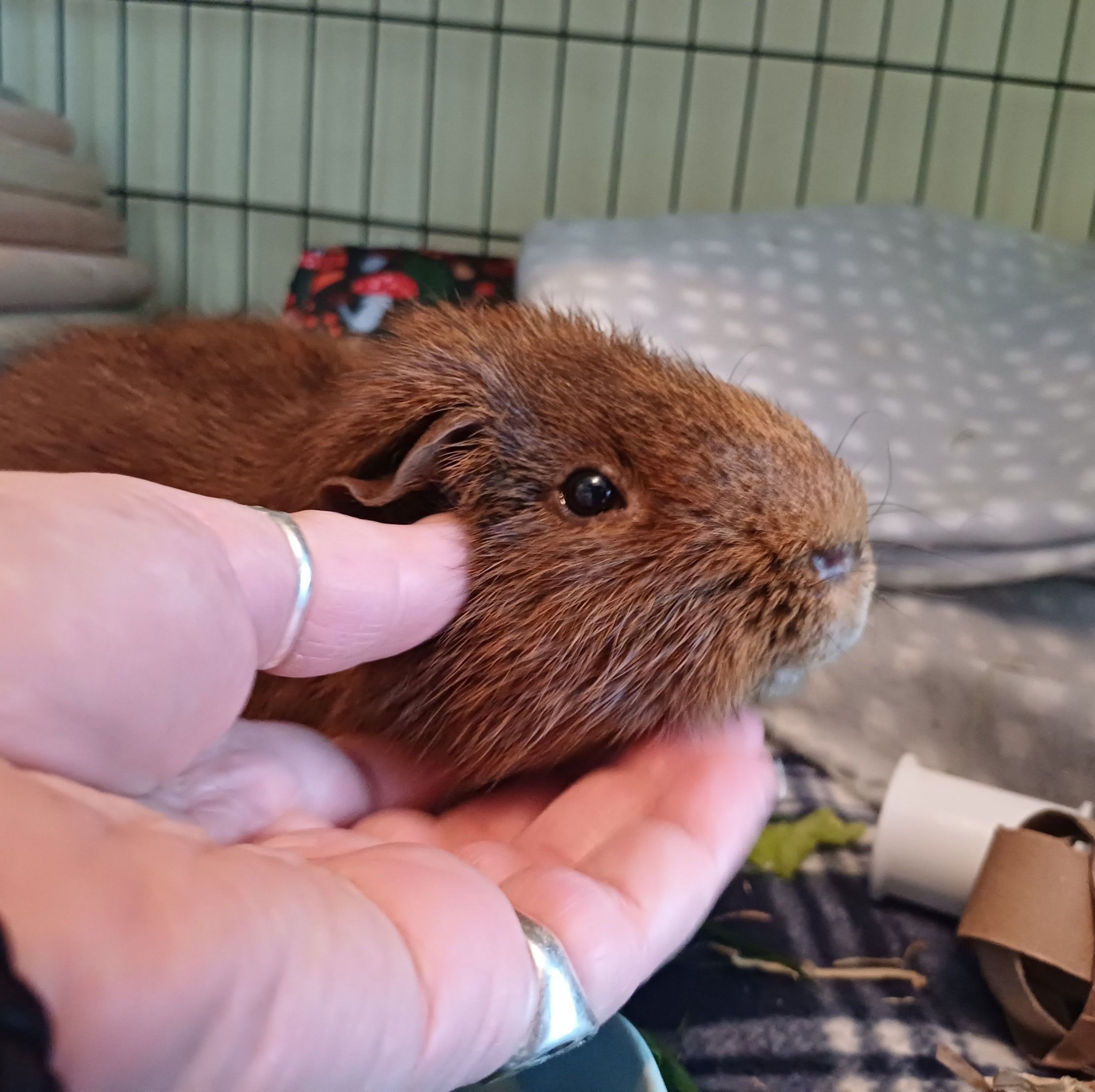 The Bunny Sitter - Rabbit Boarding | Manukau City