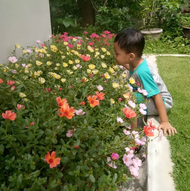 kebun bunga rose jepun