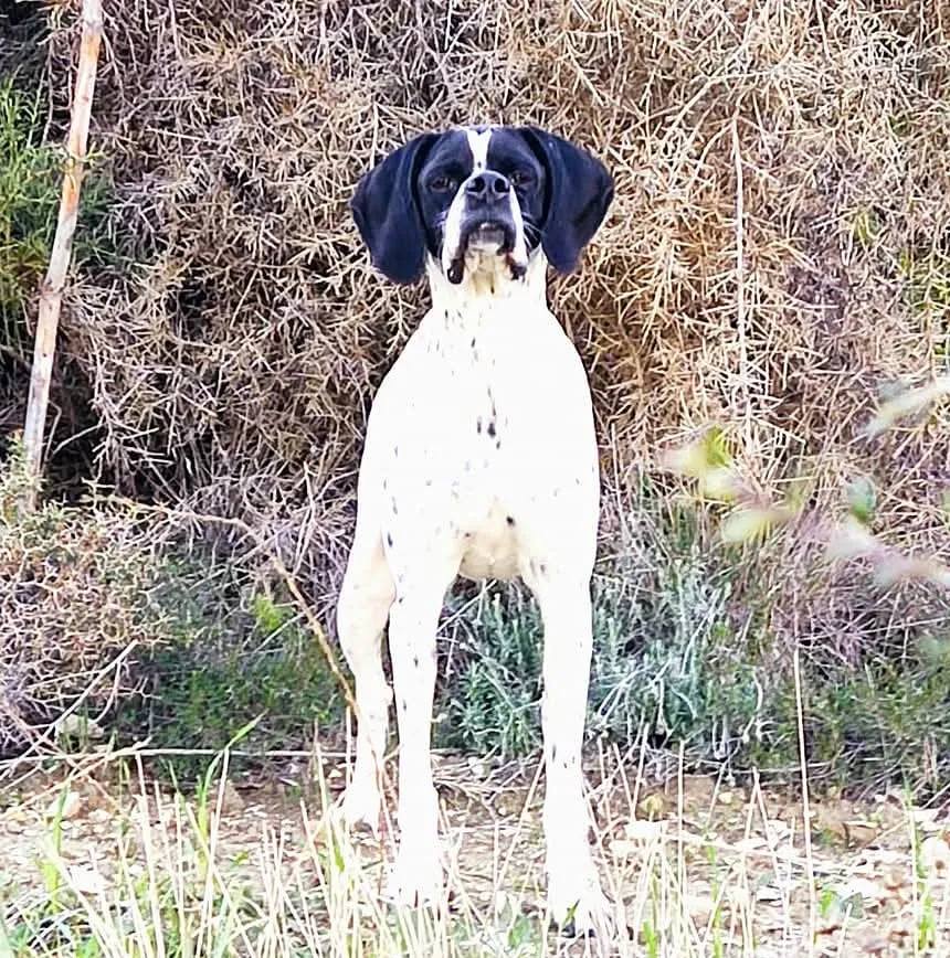 Cyprus Setter&Pointer