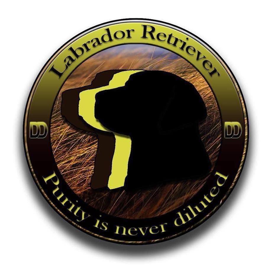 Quailfield Labradors | Ware Neck VA