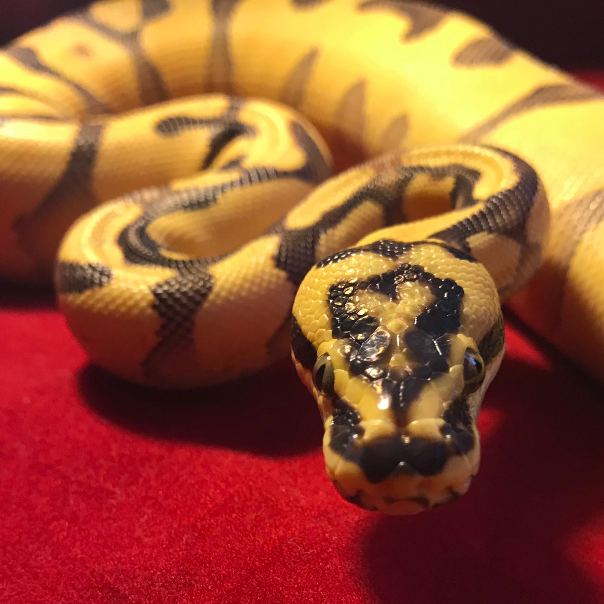 Belgrade Ball Pythons | Smithfield ME