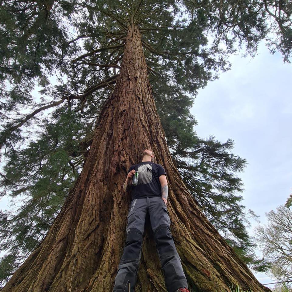 A F Harris Tree Services | Trowbridge