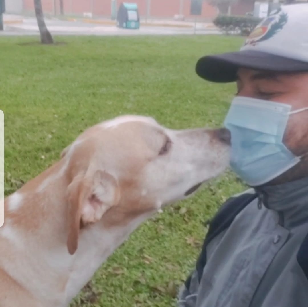 Dogs&house | Lima