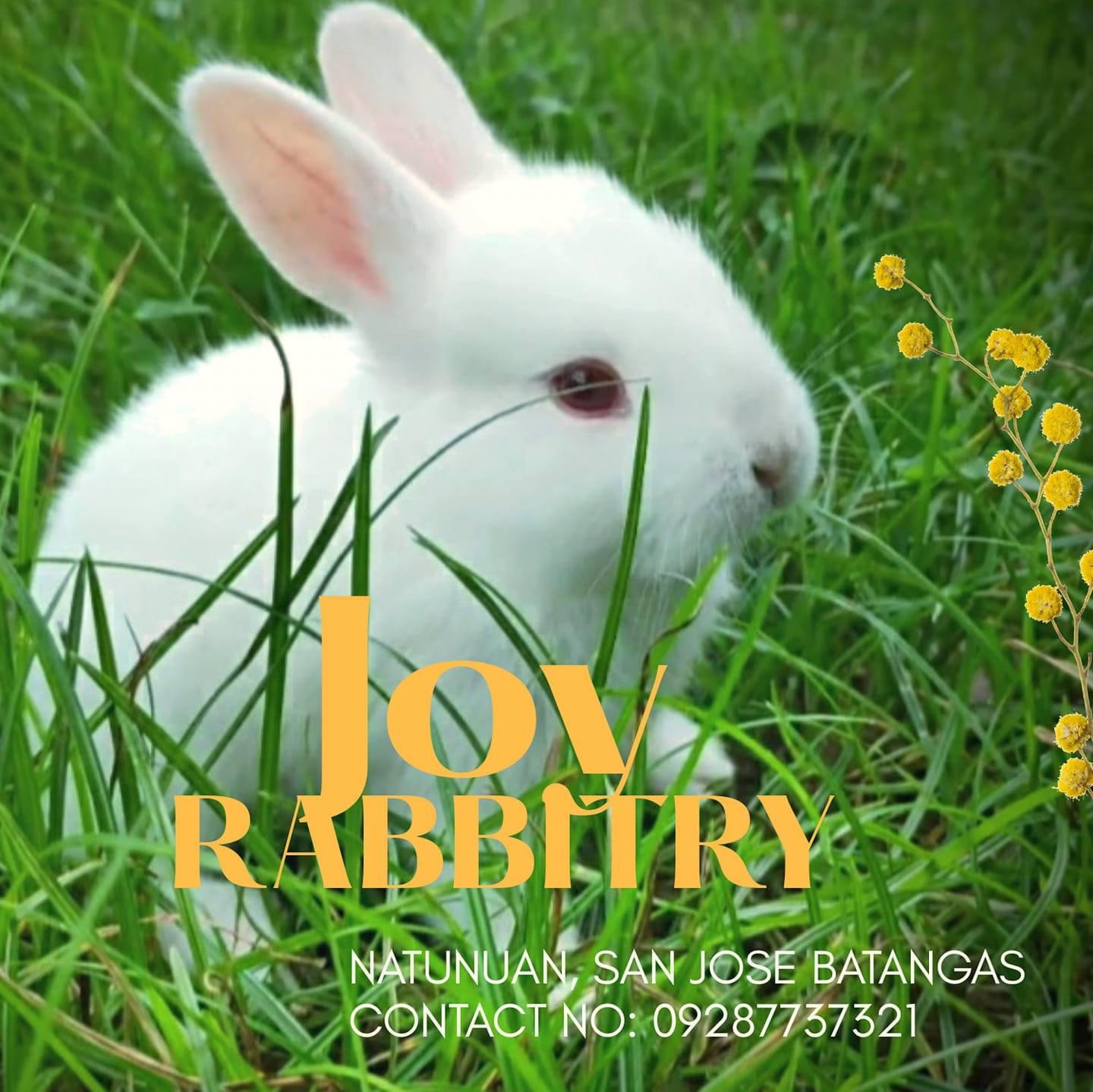 Joy's Rabbitry Home of Quality Rabbits