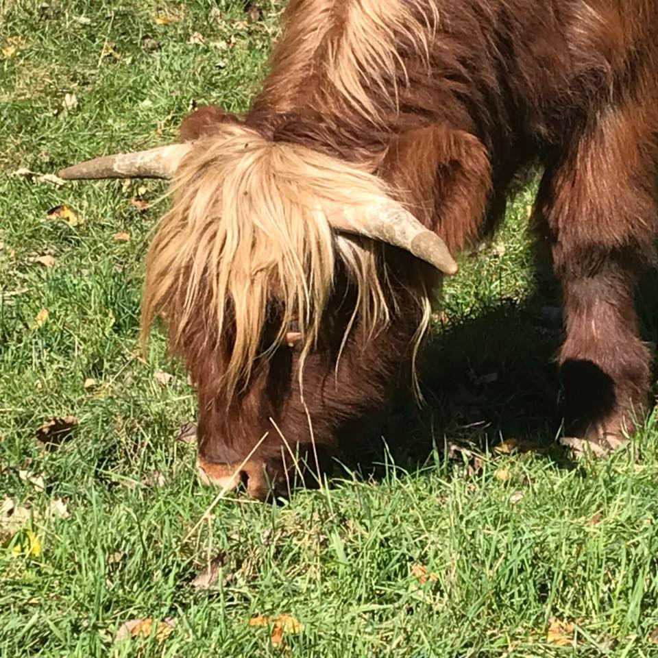Pine Ridge Ranch 100% Grass fed and Grass Finished Beef | Chatfield MN