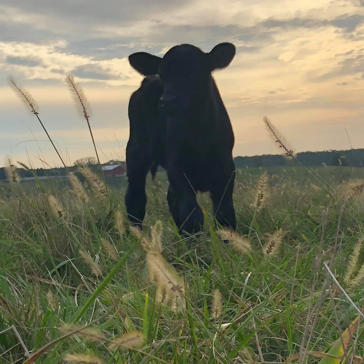 White Angus Ranch