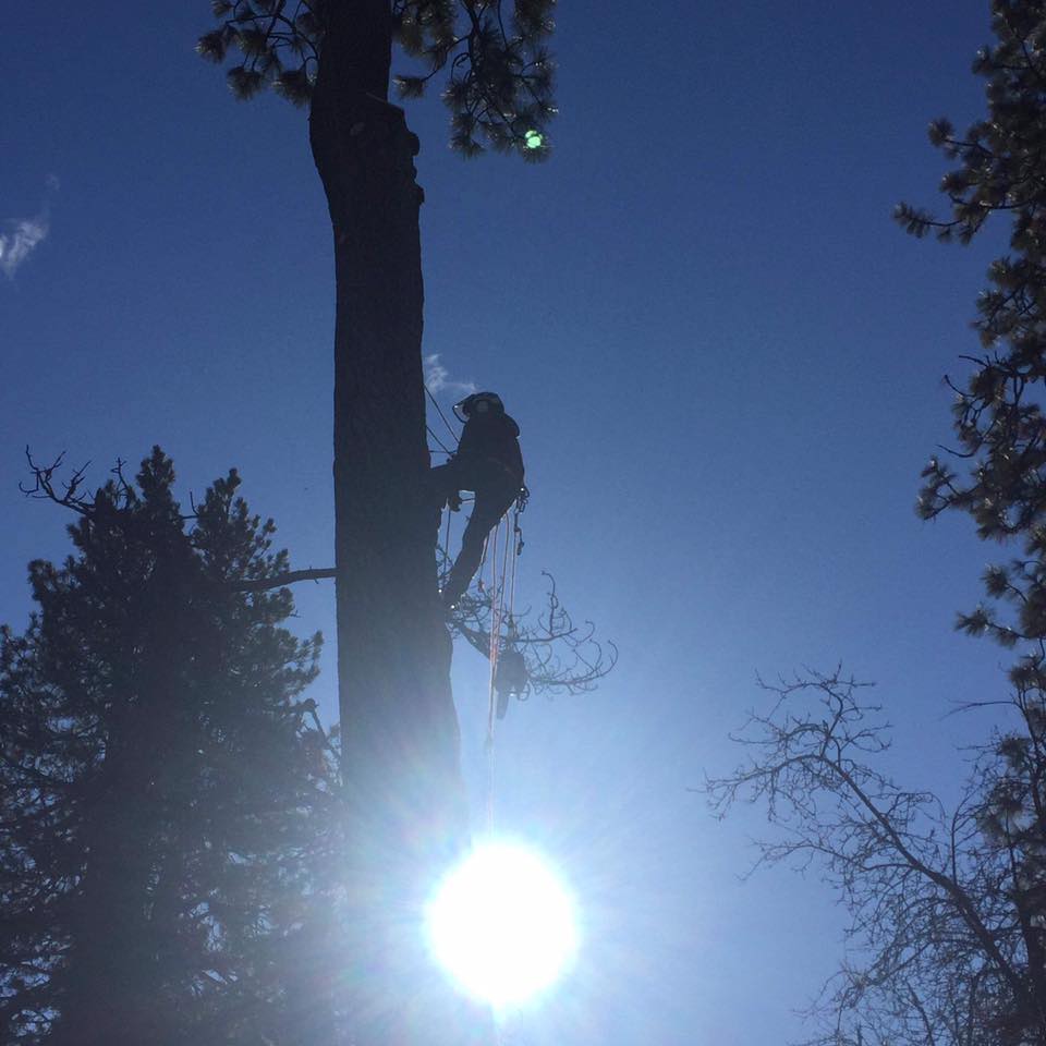 Curtis Point Tree Service | Cheney WA