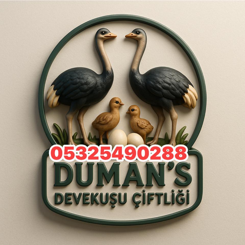 Devekuşu Yumurtası Devekuşu Çifliği