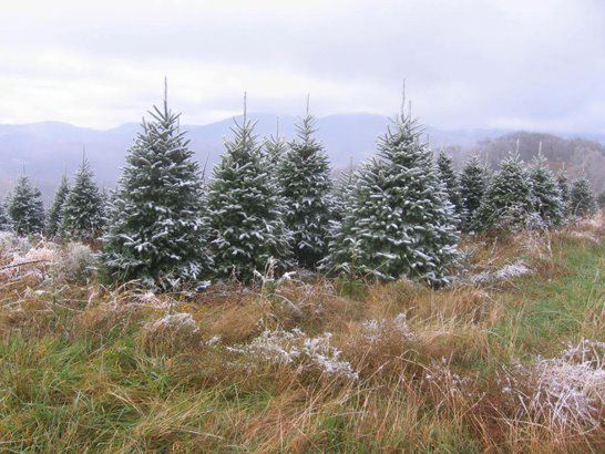 Elk Mountain Christmas Tree Farm | Newland NC