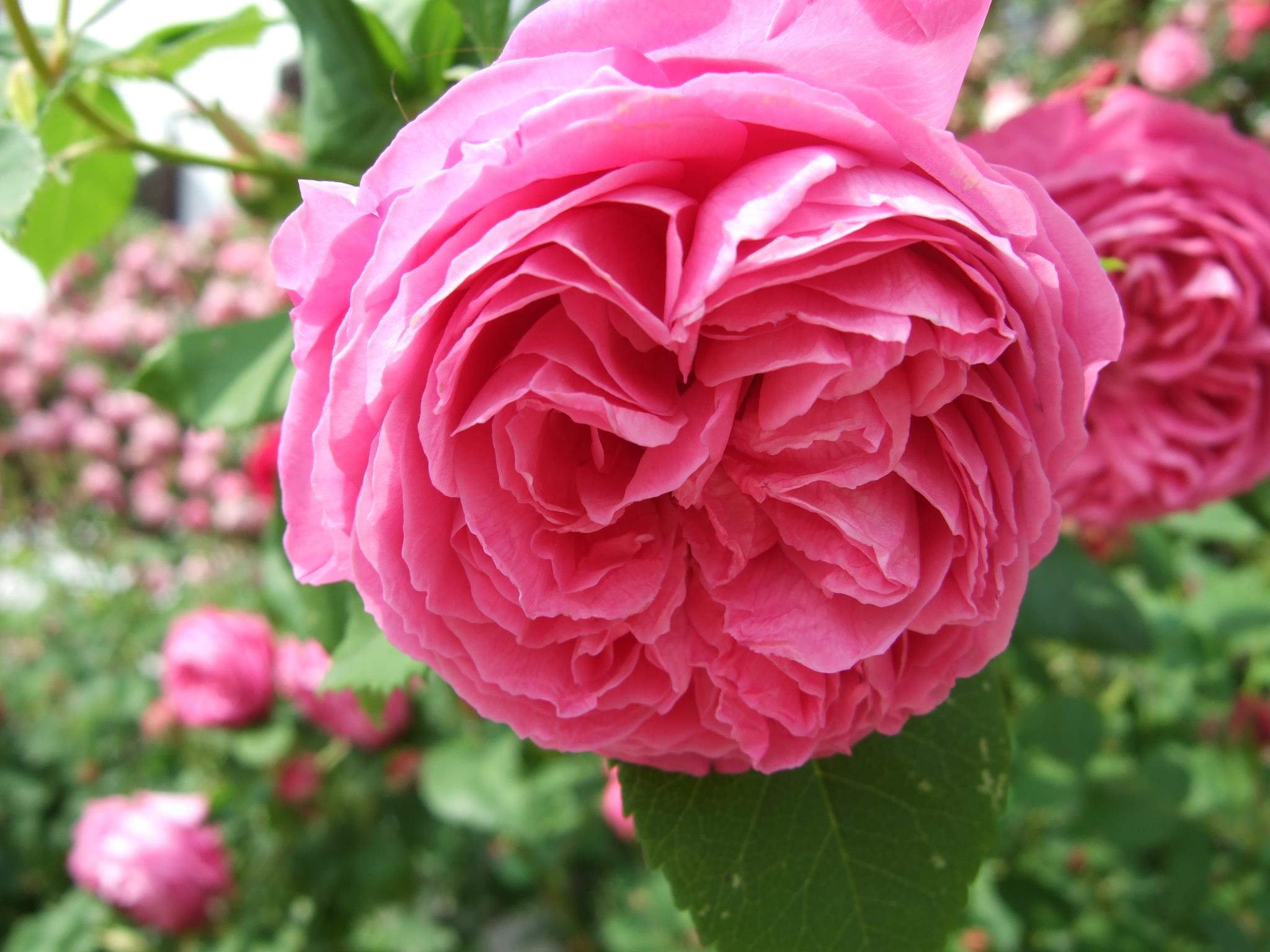 Vrtnice Kodele - Sorta 'Ambridge Rose' je angleška vrtnica z blagim ...