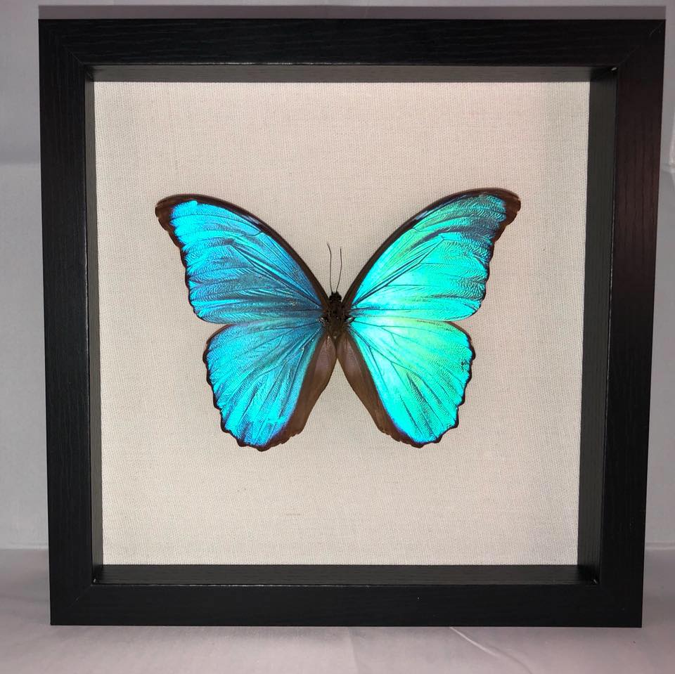 Atelier Insecta