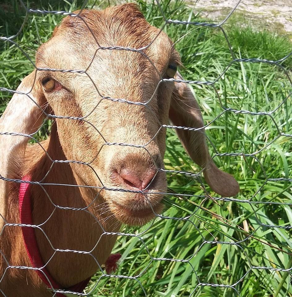 Stillwell's Rusty Acres Farm | Manville IL