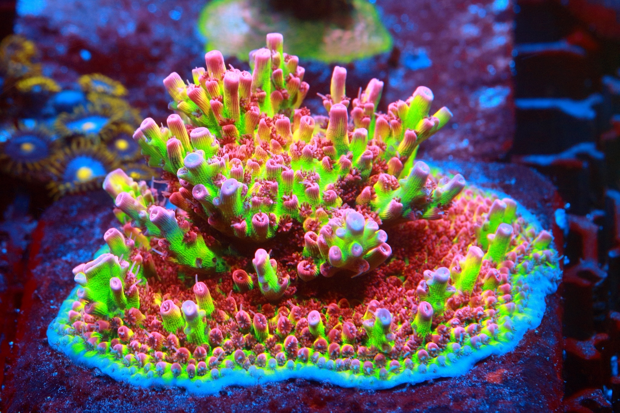 Frag Farm Ltd