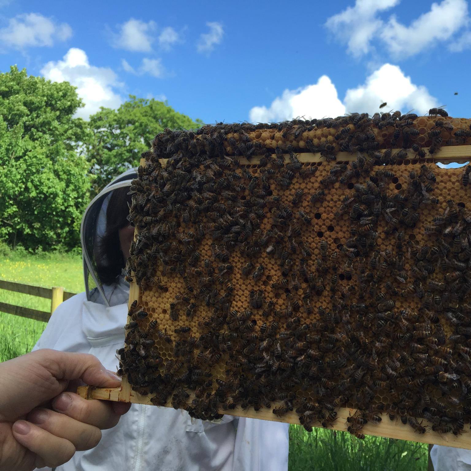 North Devon School of Country Beekeeping