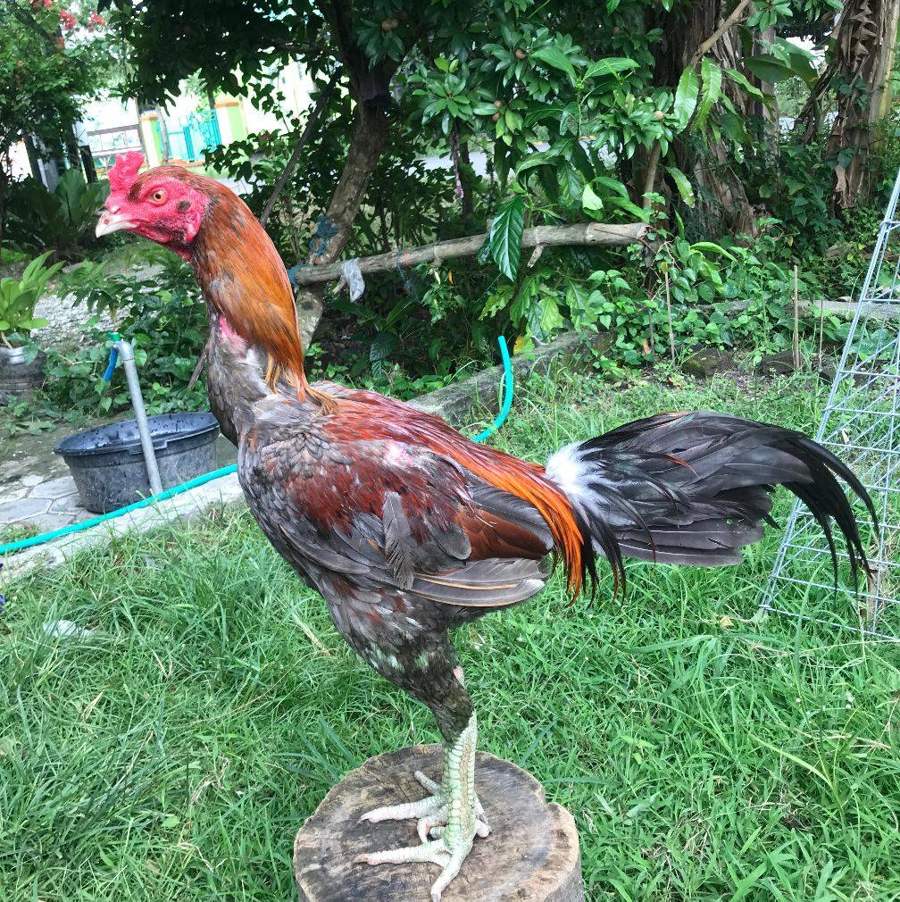 Spesialis Mangon Pemukul