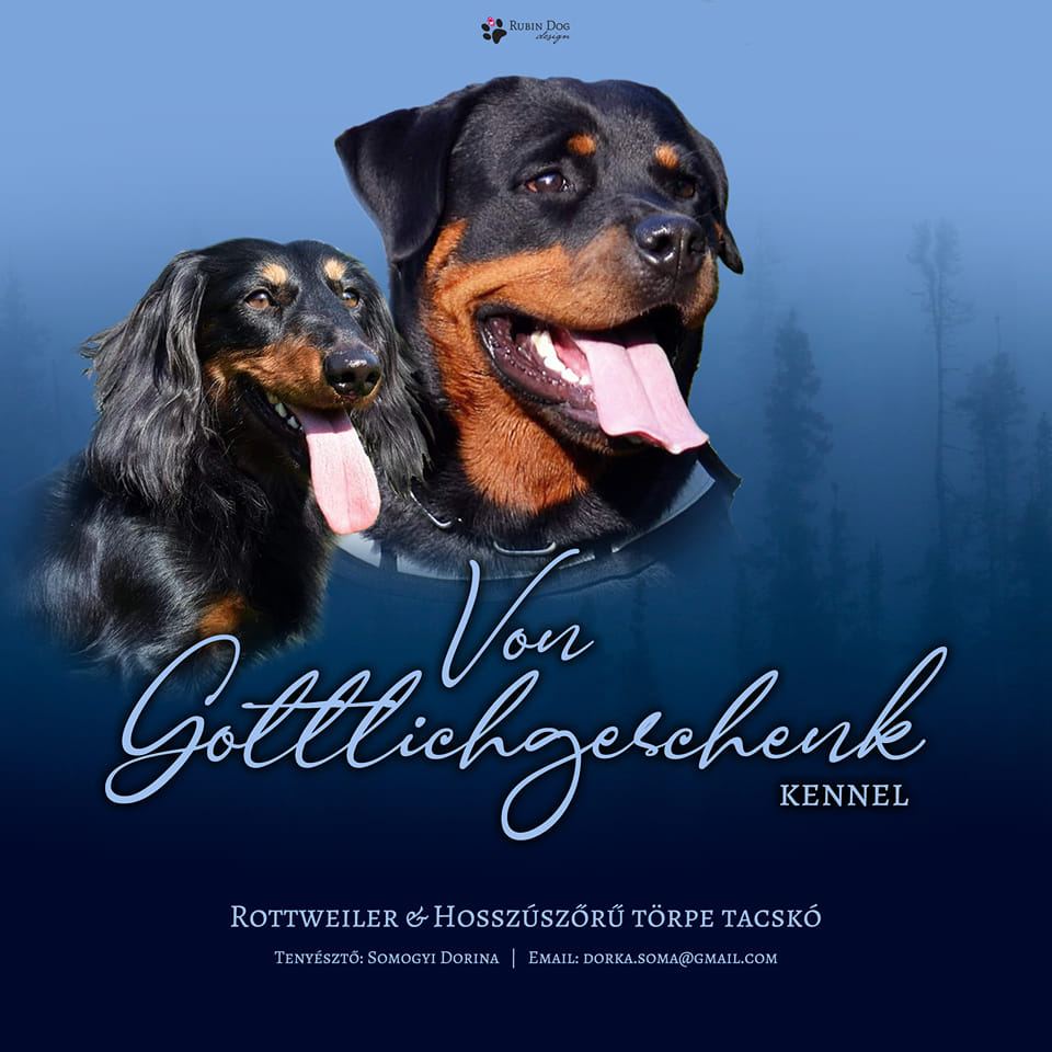 Von Gottlichgeschenk hosszúszőrű törpetacskó&rottweiler kennel | Kaposvár