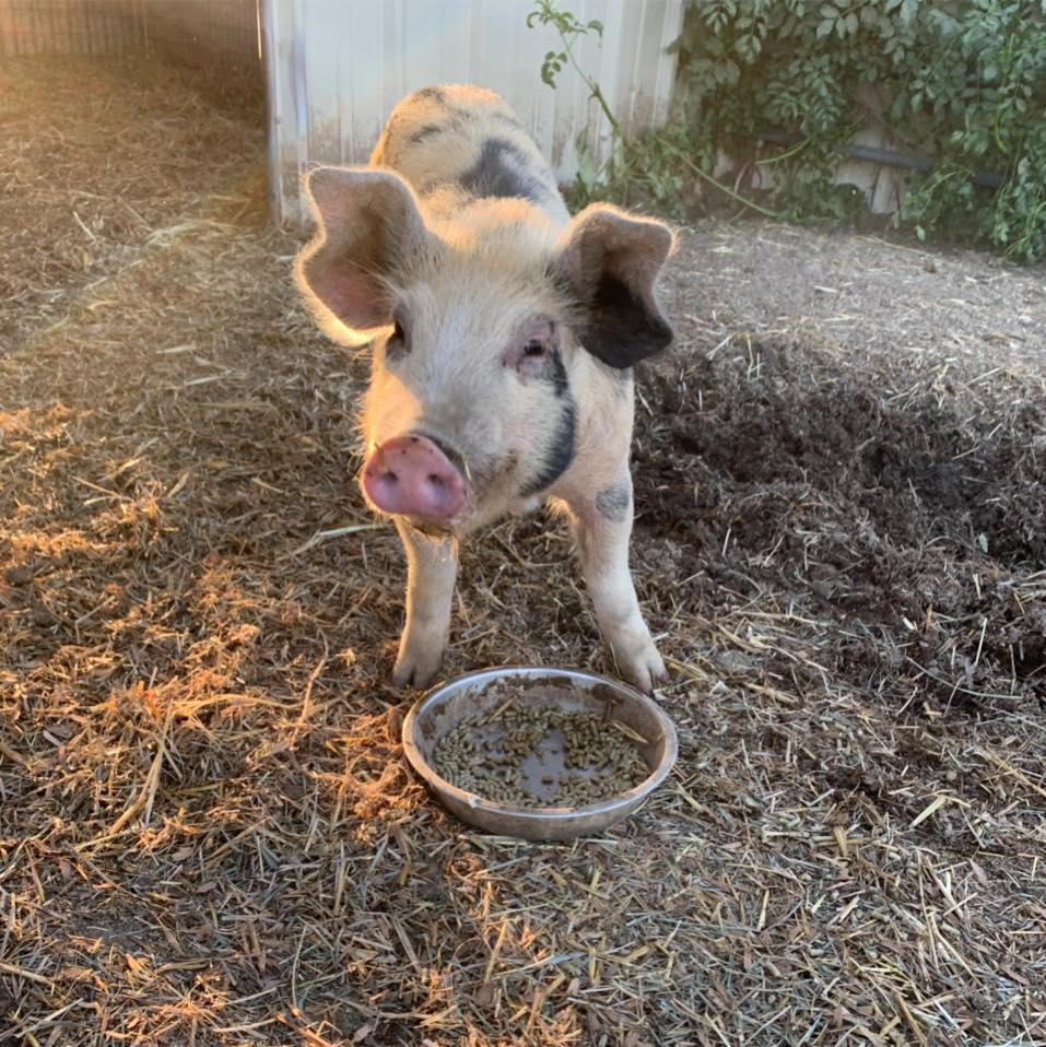Oinkin Acres Mini Pig Rescue | Paso Robles CA