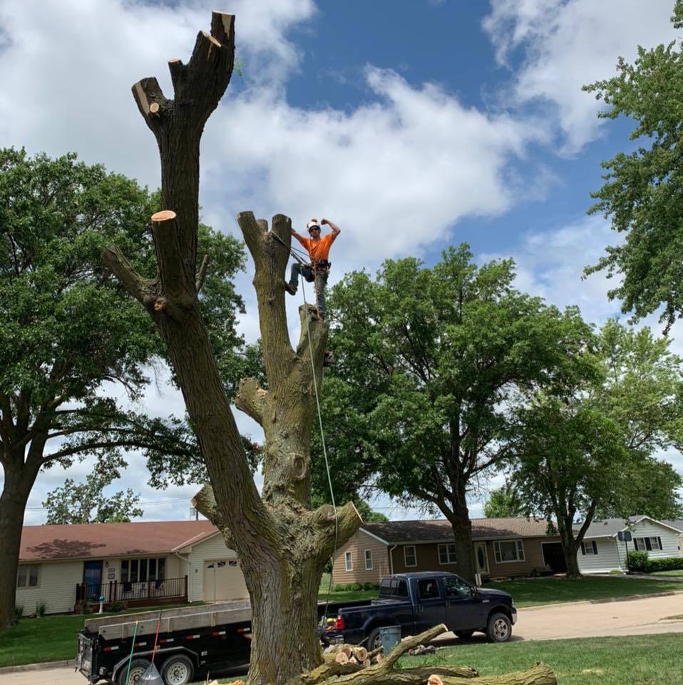 Aesthetic Tree Service | Lincoln NE