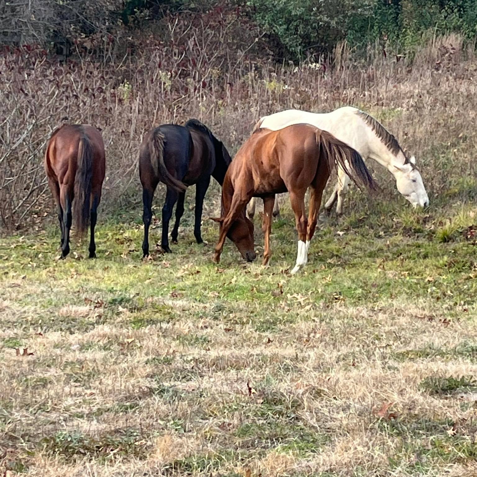 Cardinal Ridge Equestrian Center