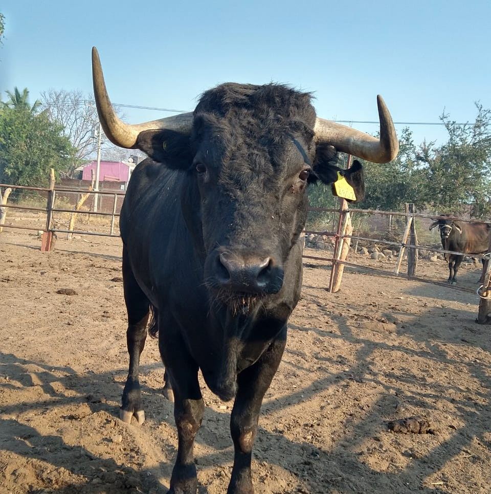 Rancho San Bigotes | Autlán