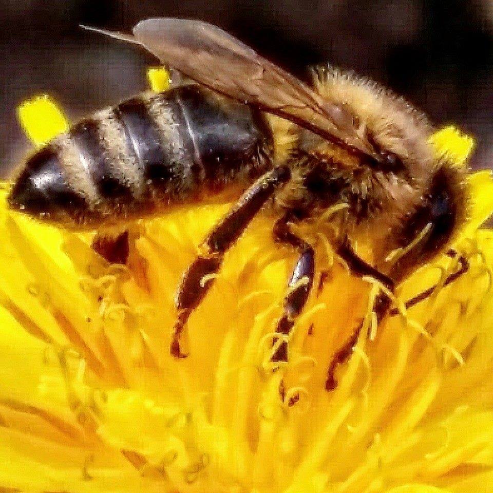 Bleta dhe Apikultura në Shqipëri - Beekeeping Albania