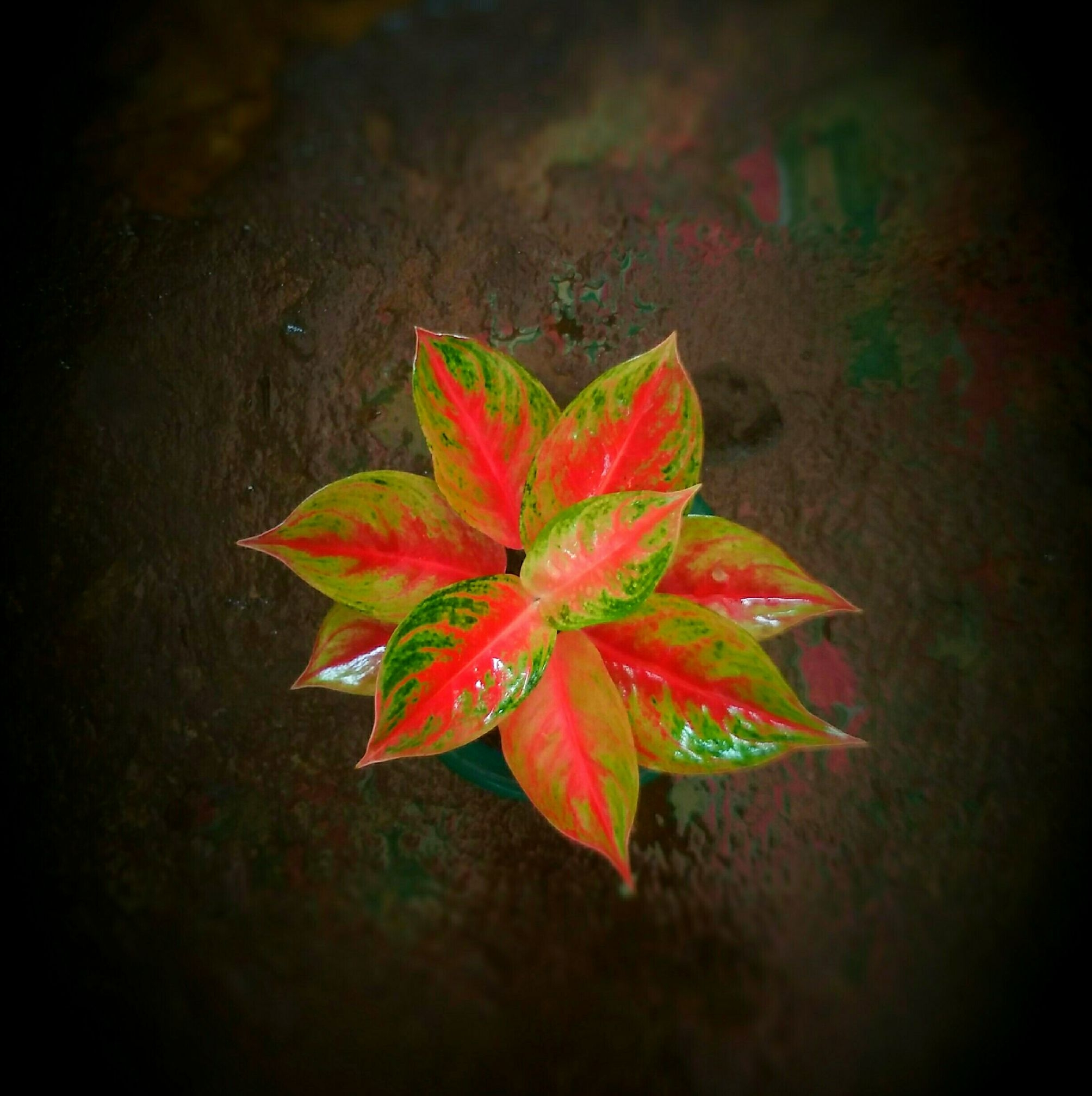Marsya Nursery Aglaonema | Tomohon