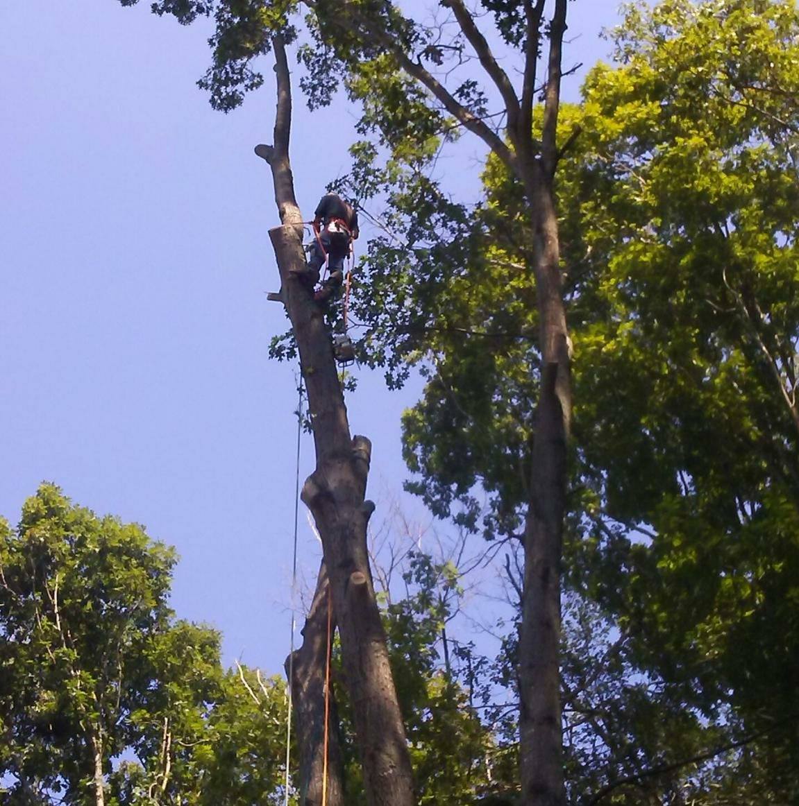 TW Tree Service | Fredericksburg VA