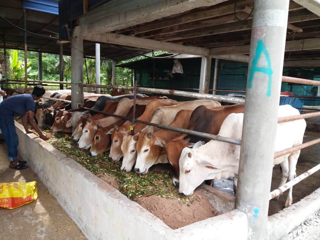 Lembu Korban | Bangi