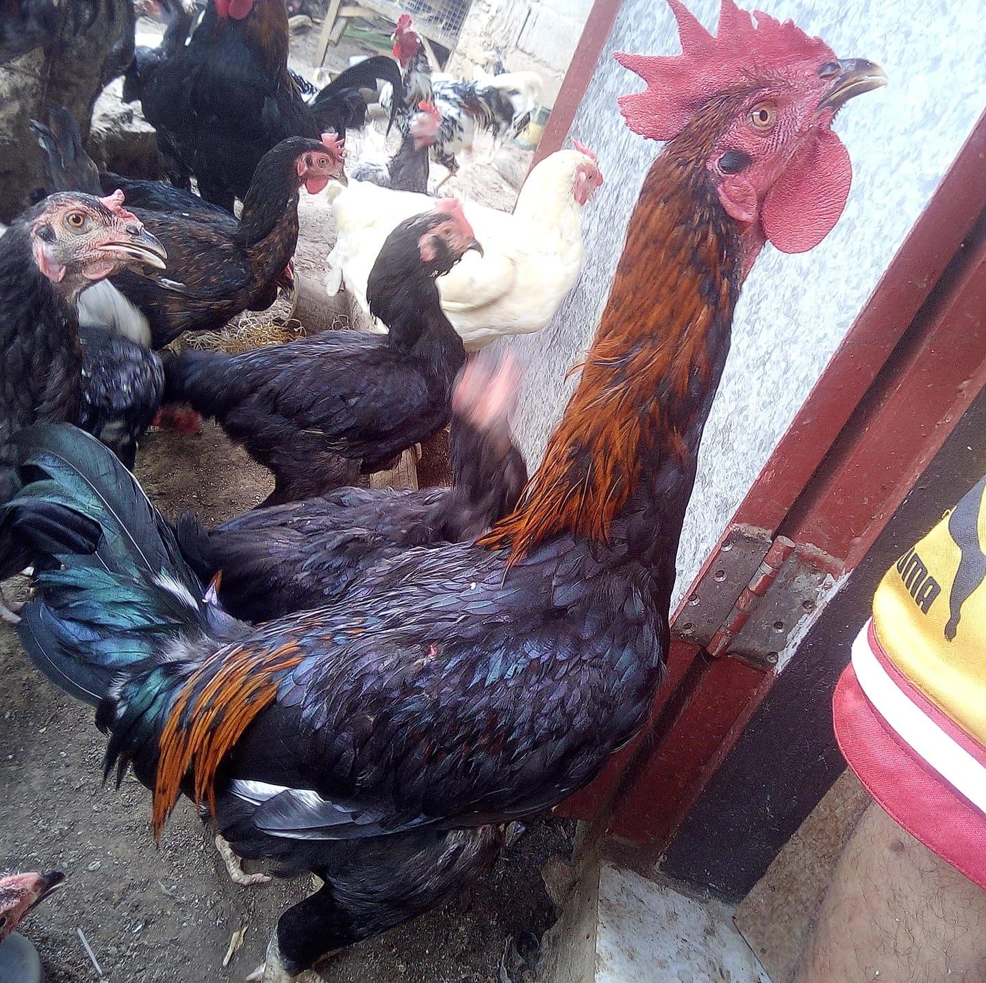 RC Basilan Chicken | Davao City