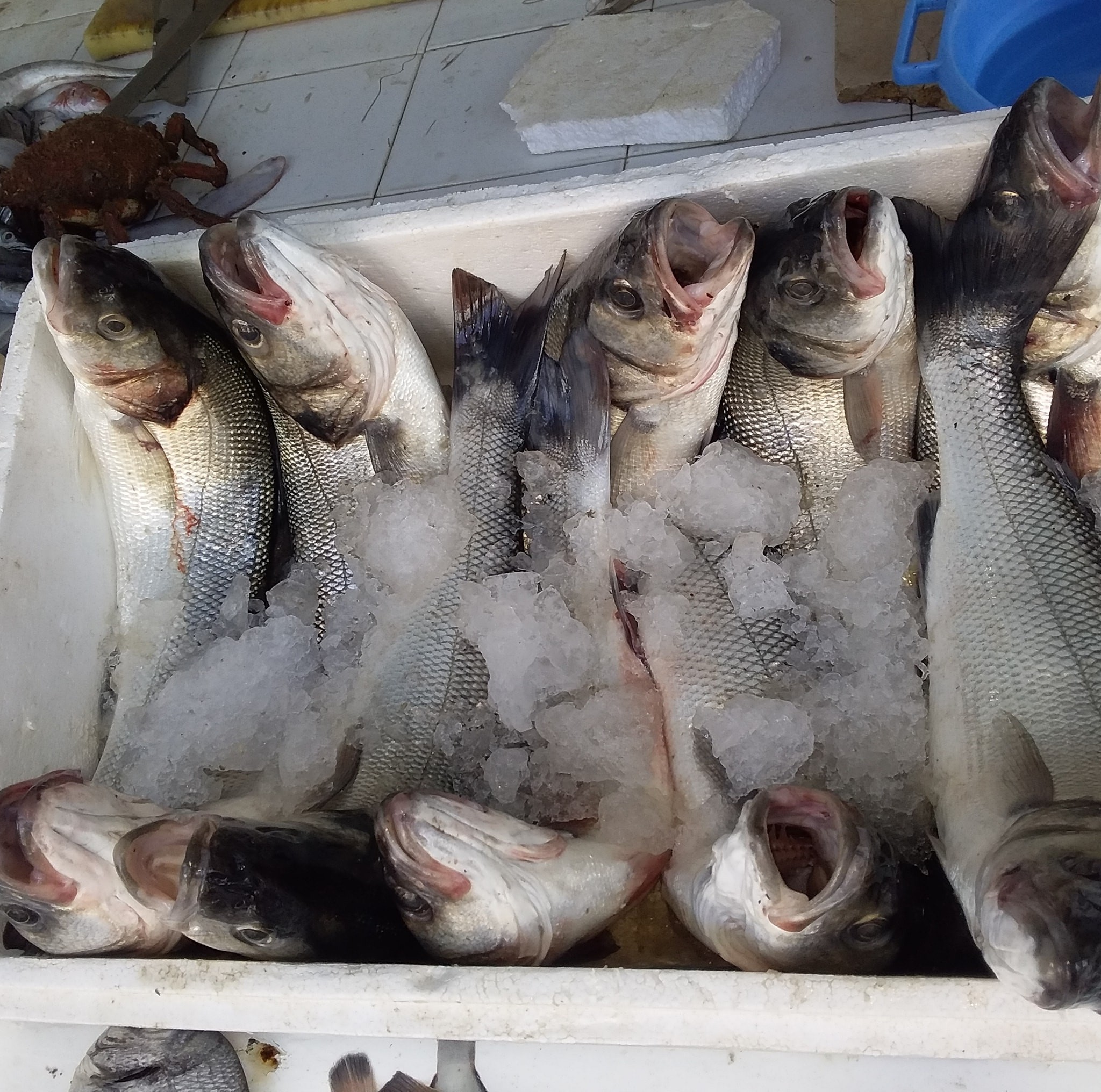 Mehdi Fish El Jadida