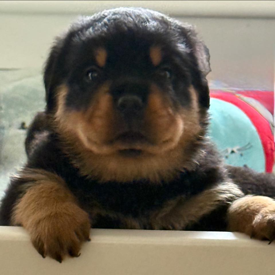 Kennel de Roanelle | Relegem