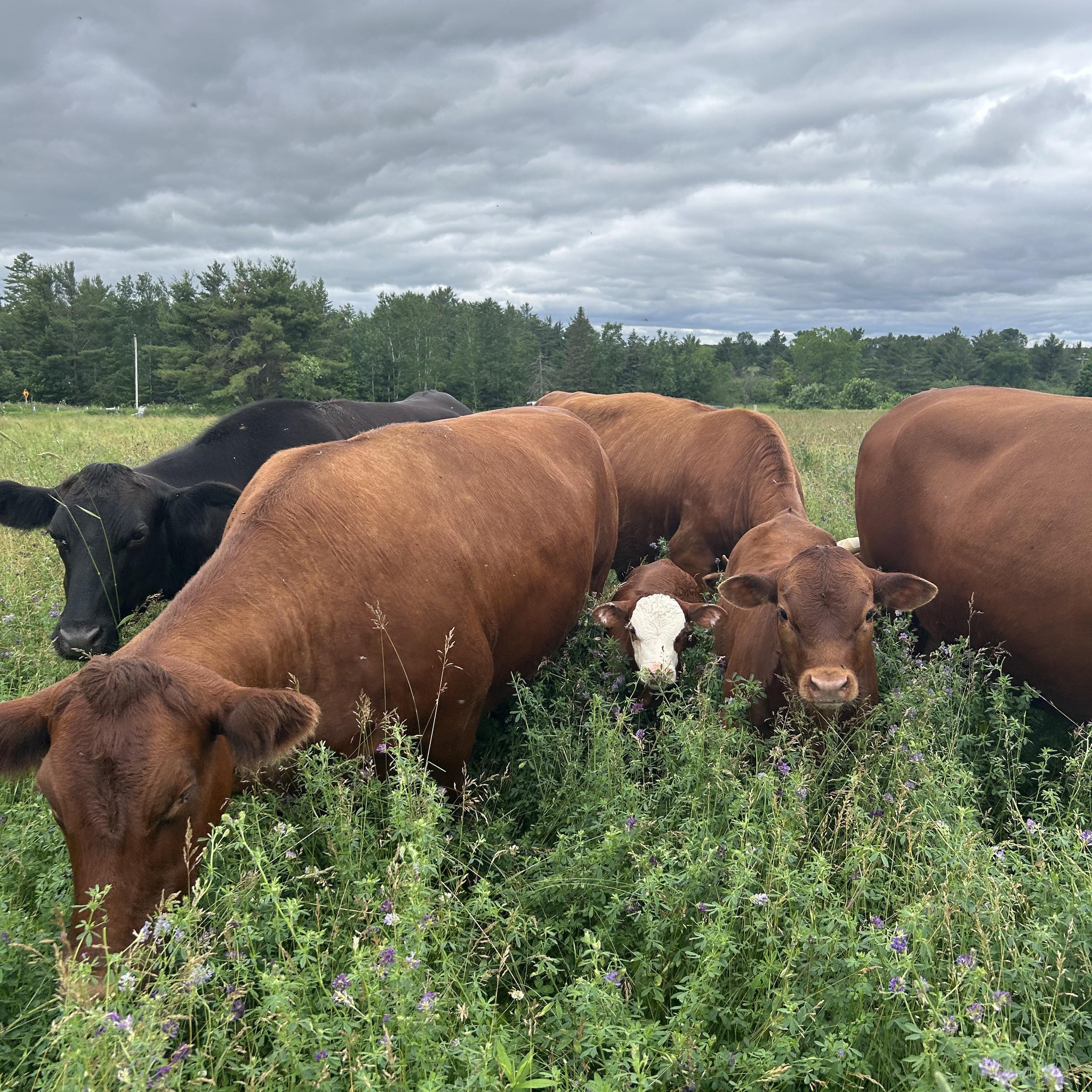 Little Sandy Creek Farm | Wausau WI