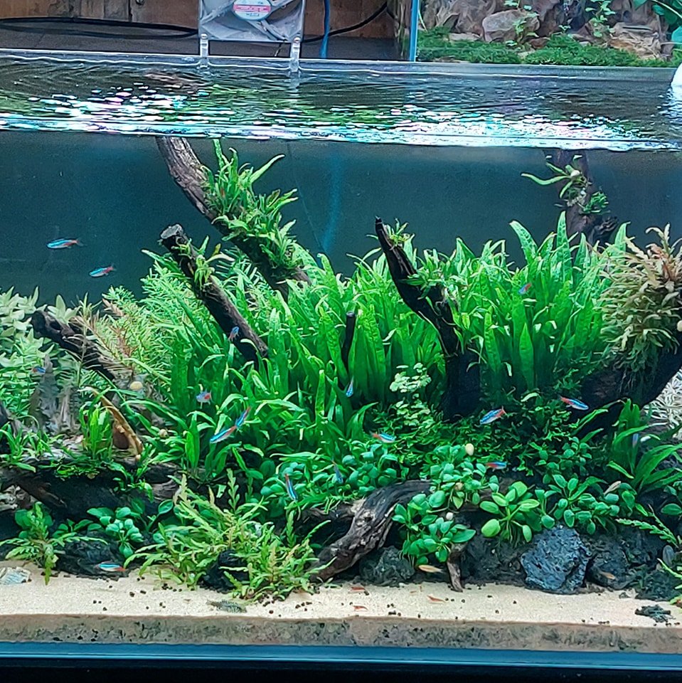 Mint Aquarium & Coffee | Ap Binh Hoa (1)
