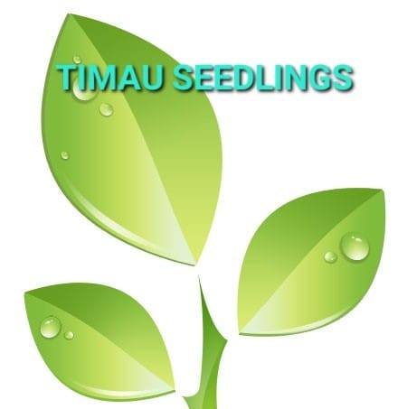 TIMAU VEG FARM | Meru