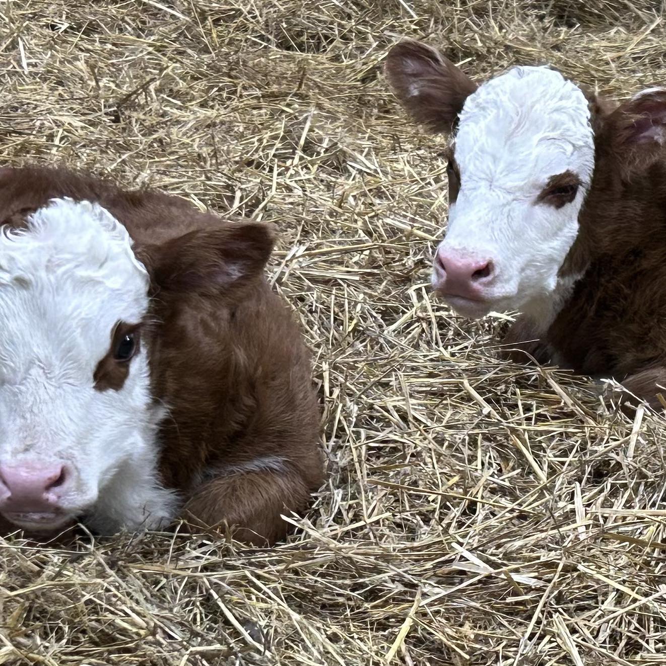 RPH S-a-l-e Lot 11 from Sugar Sweet Ranch michiganhereford.com Online ...